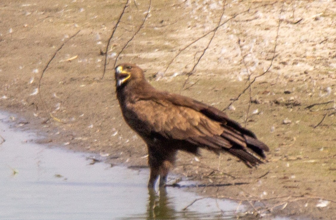 Greater Spotted Eagle - ML147148061