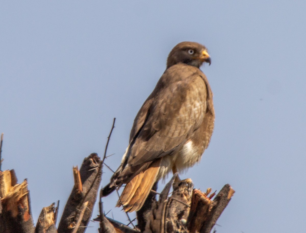 White-eyed Buzzard - ML147148171