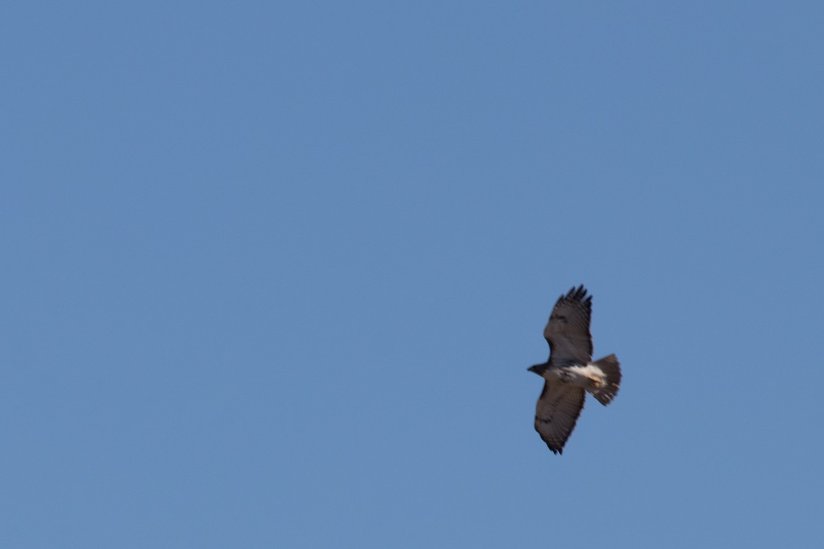 Red-tailed Hawk - ML147148231