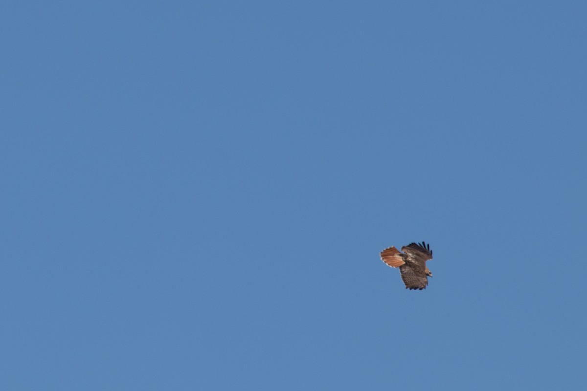 Red-tailed Hawk - ML147148281