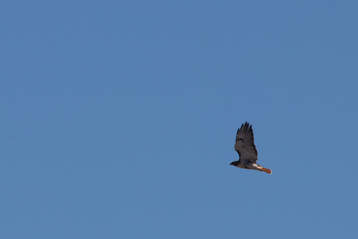 Red-tailed Hawk - ML147148341