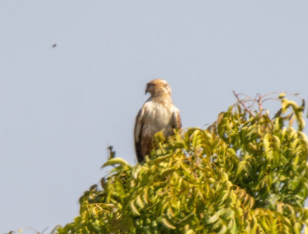 Long-legged Buzzard - ML147149141