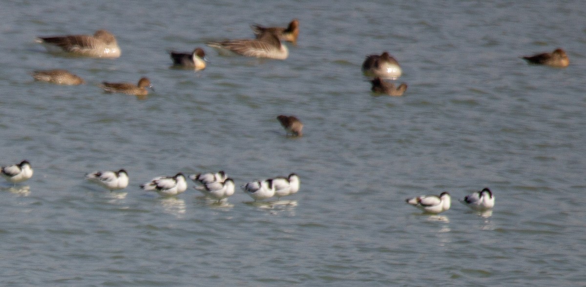 Pied Avocet - ML147151421