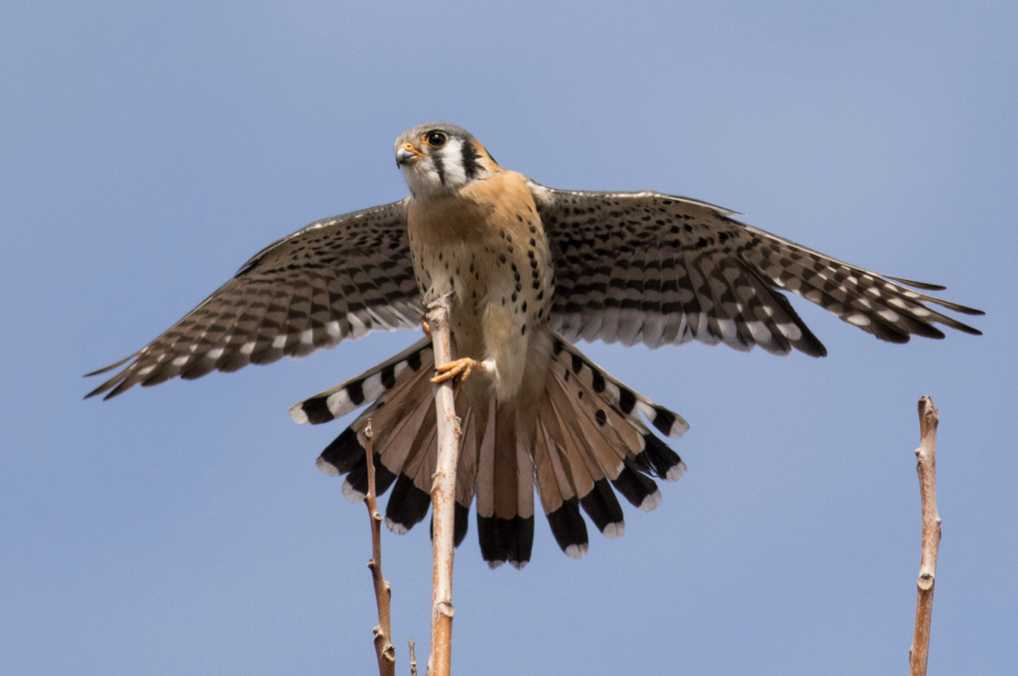 American Kestrel - ML147151631