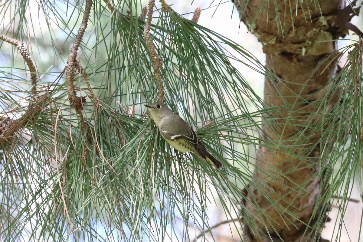 Ruby-crowned Kinglet - Dennis Fee