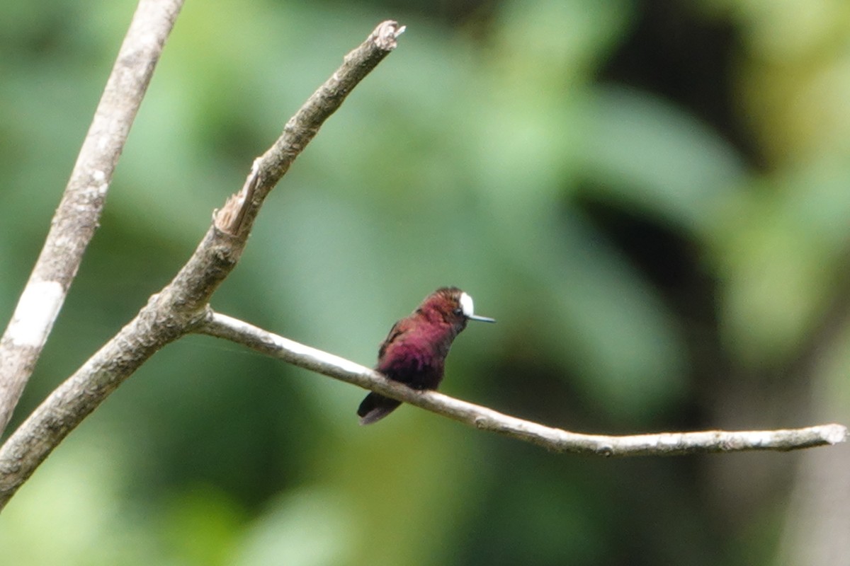 Colibrí Coroniblanco - ML147152601