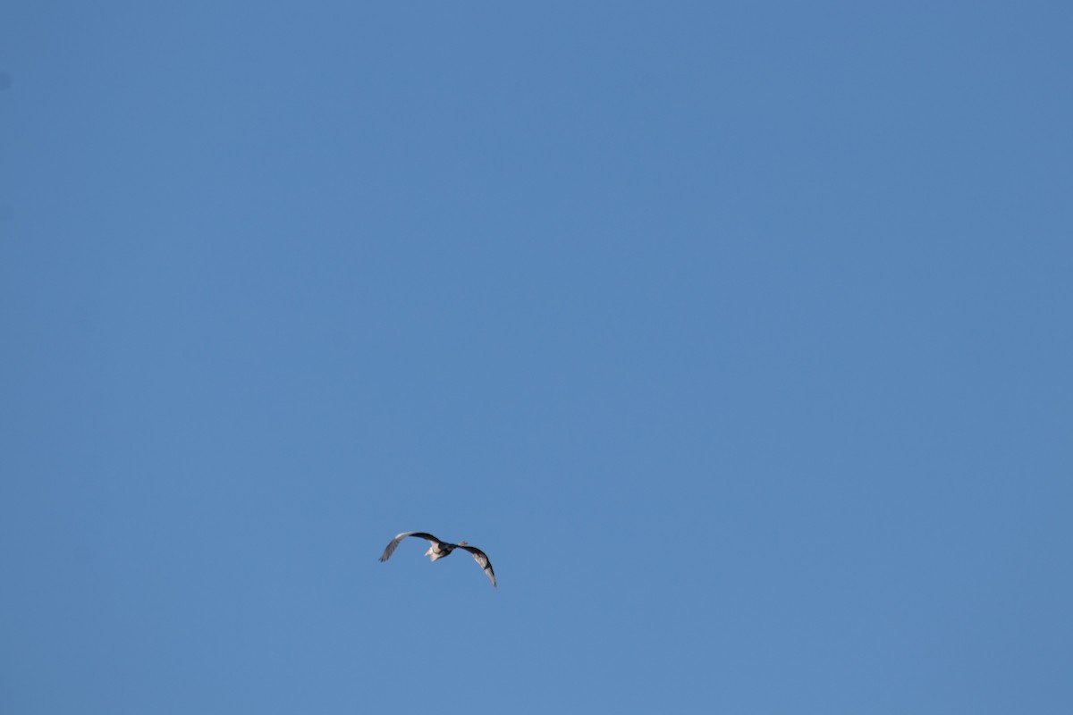 Great Blue Heron - ML147152761