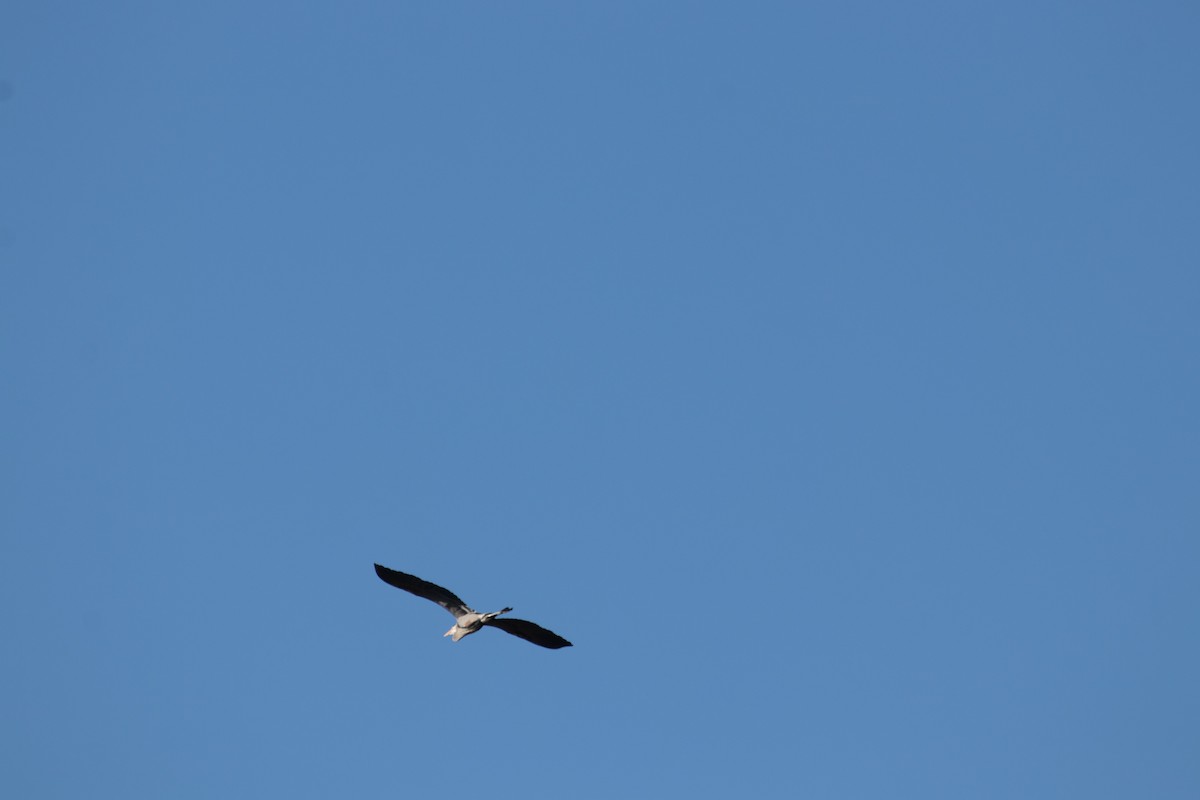Great Blue Heron - ML147152771
