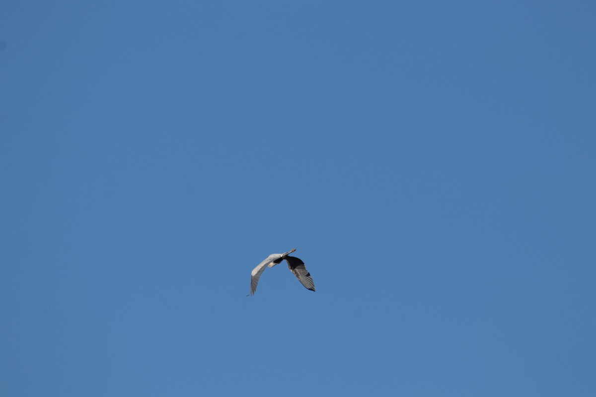 Great Blue Heron - ML147152781