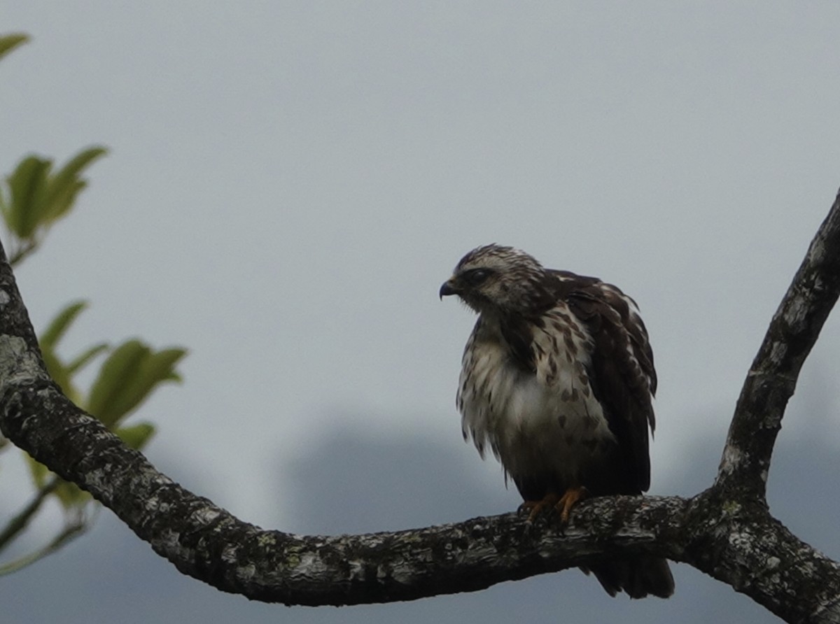 Broad-winged Hawk - ML147153161