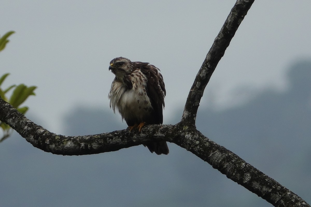 Breitflügelbussard - ML147153181