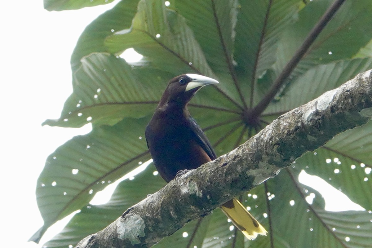 Chestnut-headed Oropendola - ML147153491