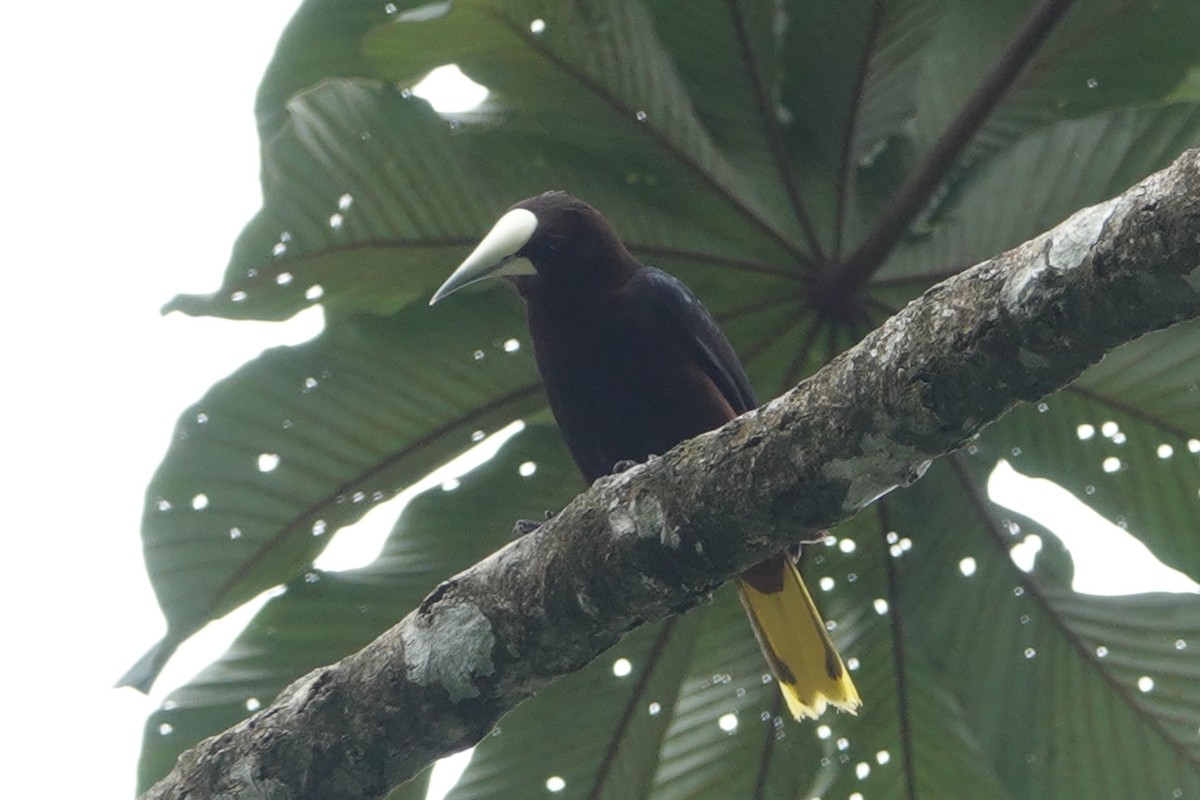 kastanjeoropendola - ML147153531