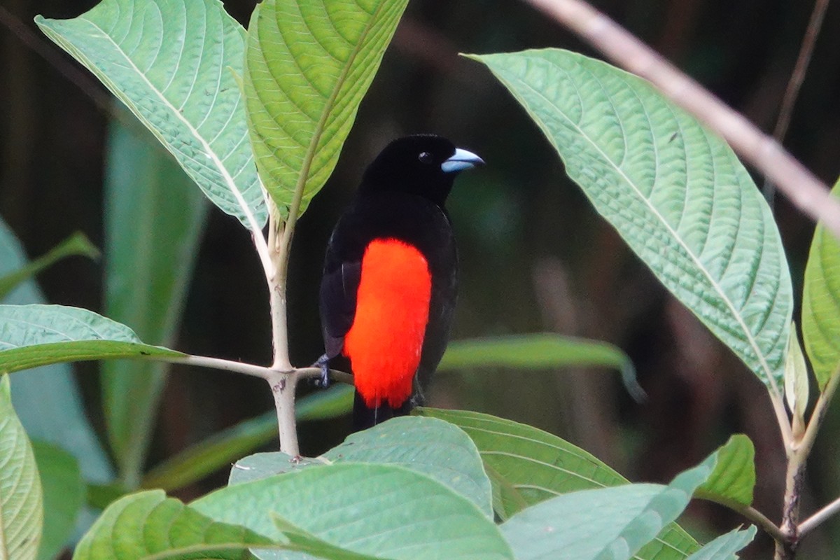 Scarlet-rumped Tanager - Mark Eveland