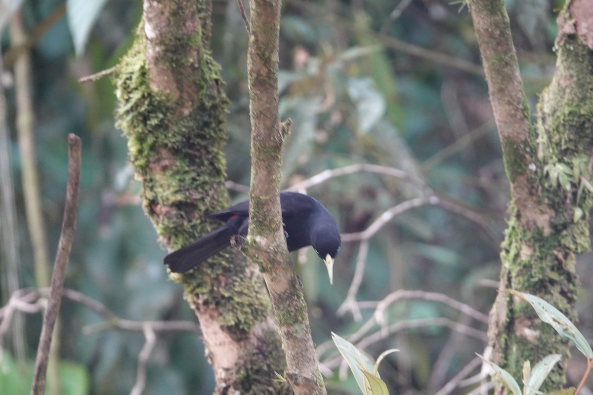 Scarlet-rumped Cacique - ML147154011