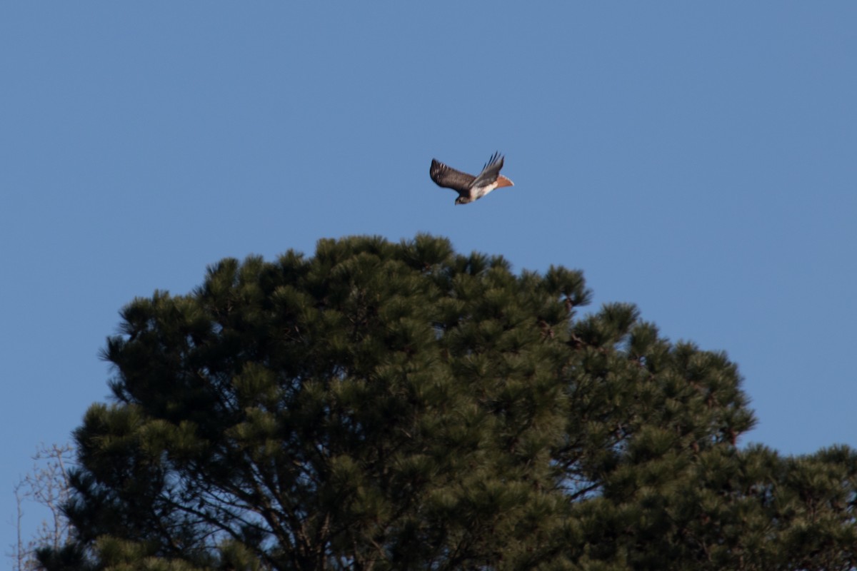 Red-tailed Hawk - ML147154431
