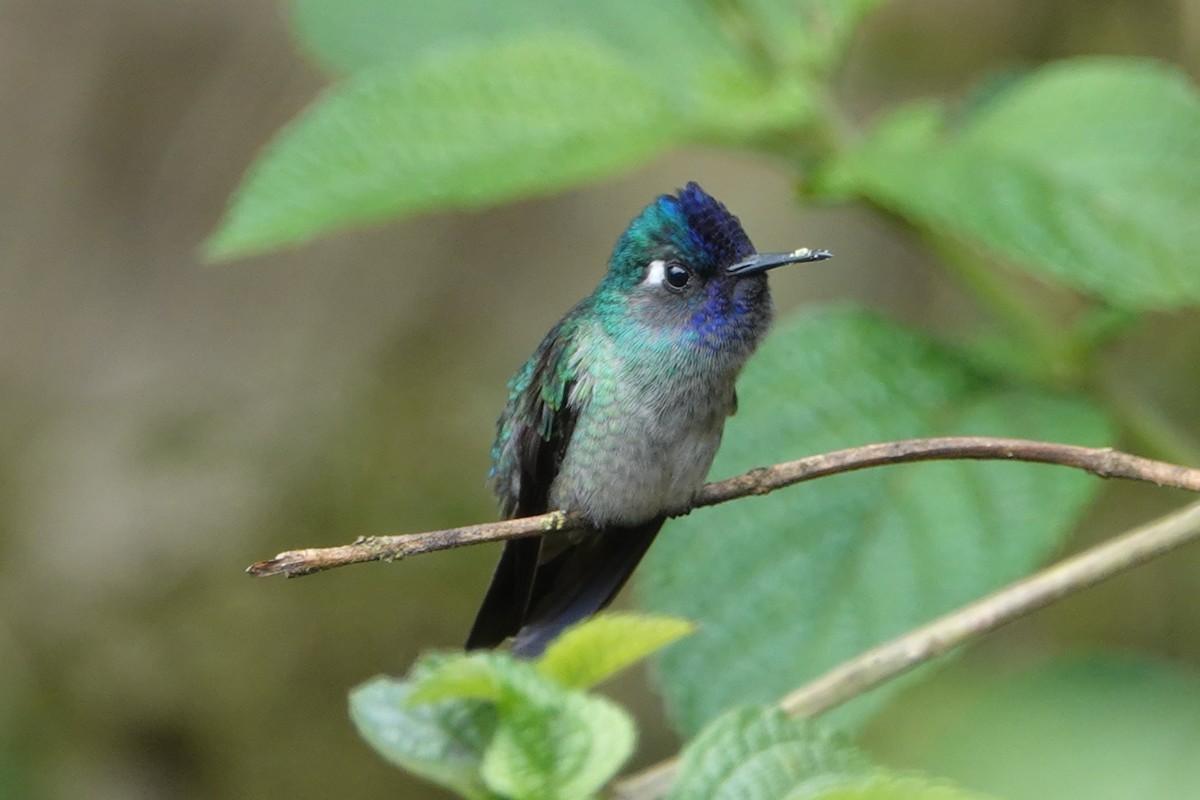 Colibri à tête violette - ML147154441