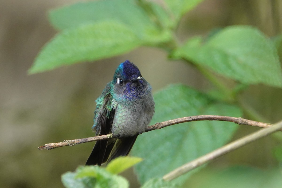 Violet-headed Hummingbird - Mark Eveland