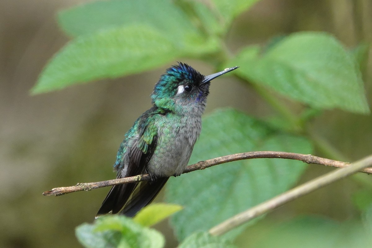 Colibrí Cabeciazul - ML147154471