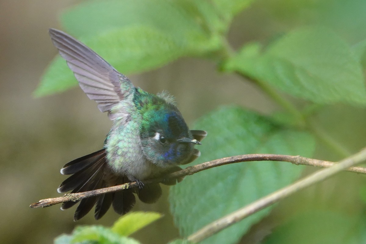 Colibri à tête violette - ML147154491