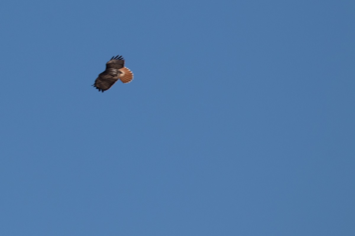 Red-tailed Hawk - ML147154611