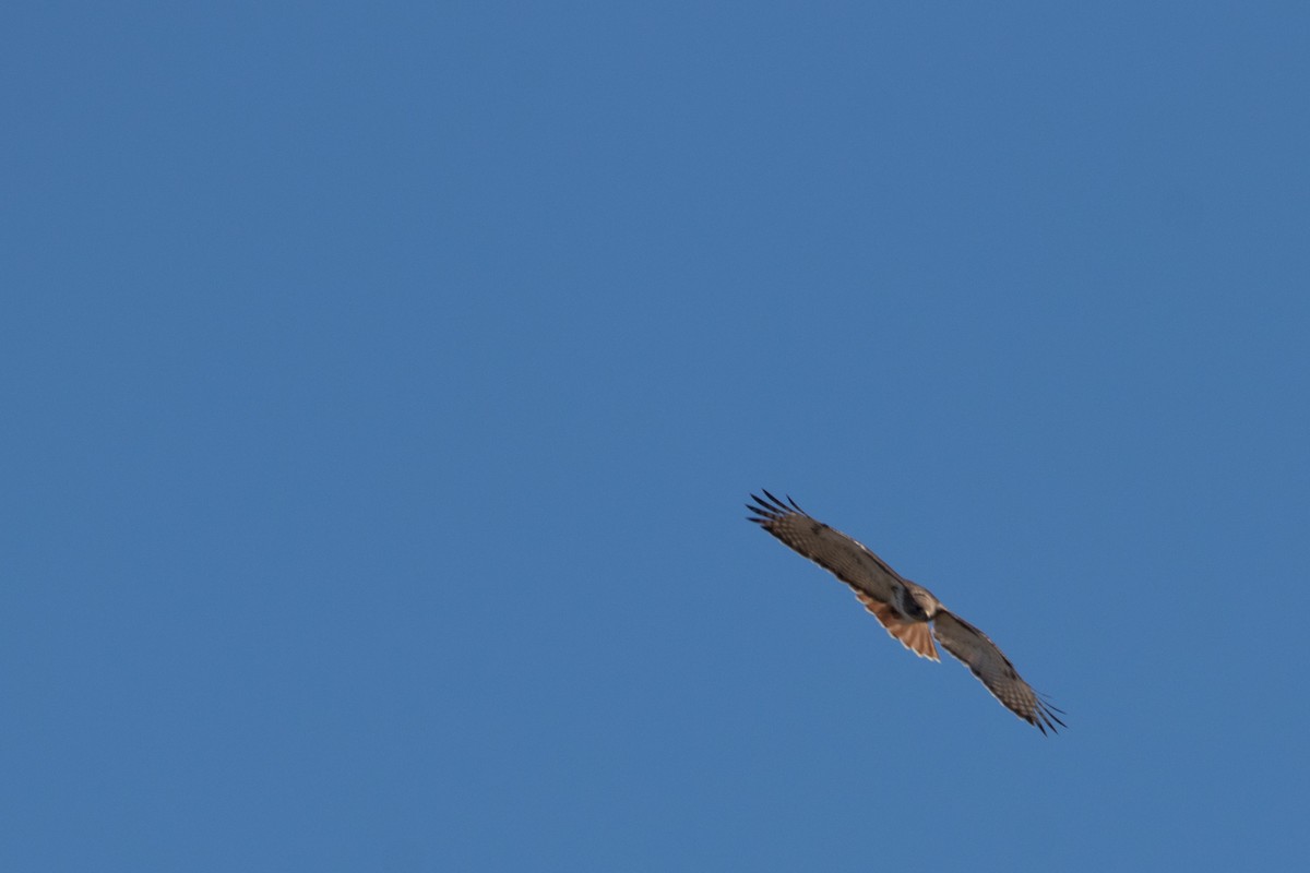 Red-tailed Hawk - ML147154721