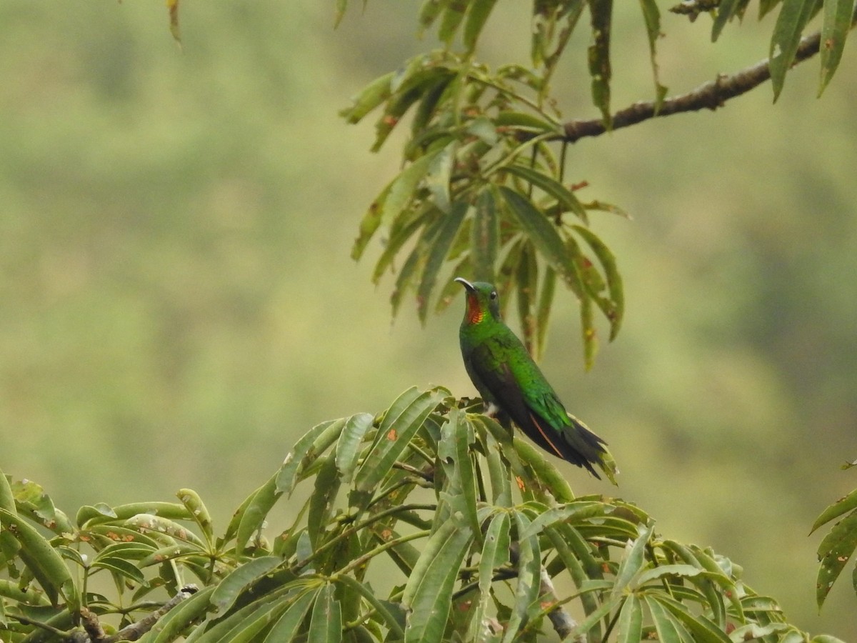 kolibřík zelenokostřečný - ML147154851