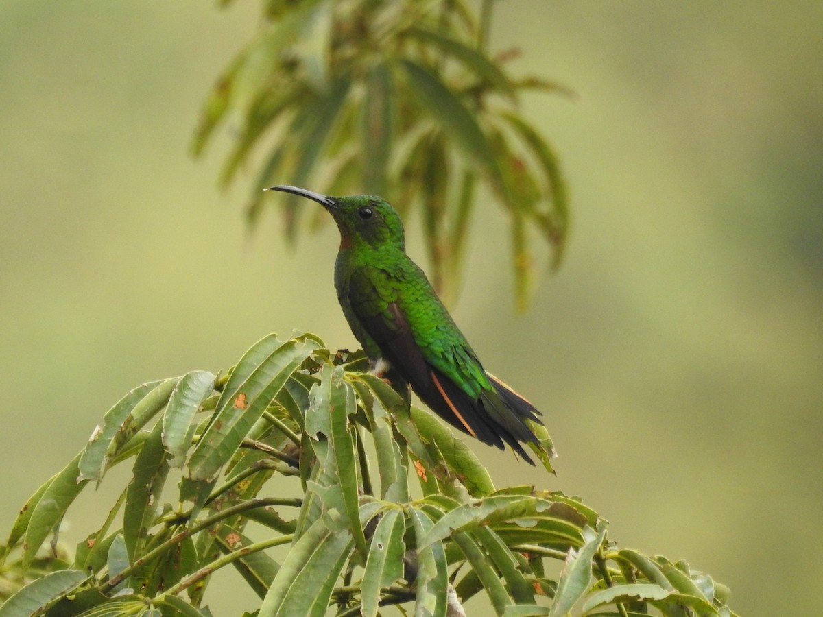kolibřík zelenokostřečný - ML147154881