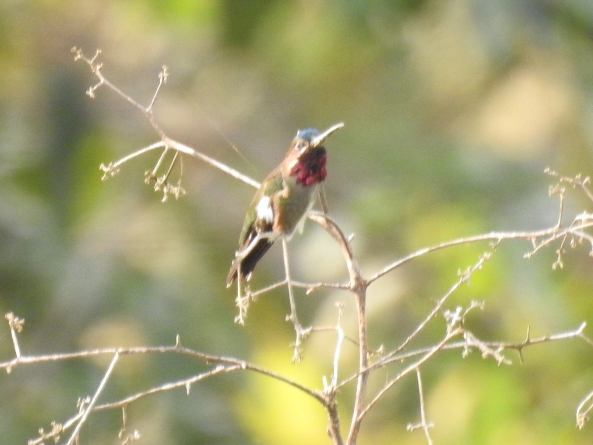 Long-billed Starthroat - ML147155031