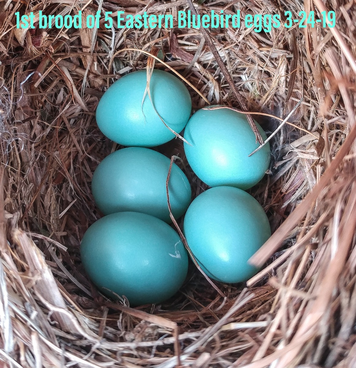 Eastern Bluebird - Christine Peters