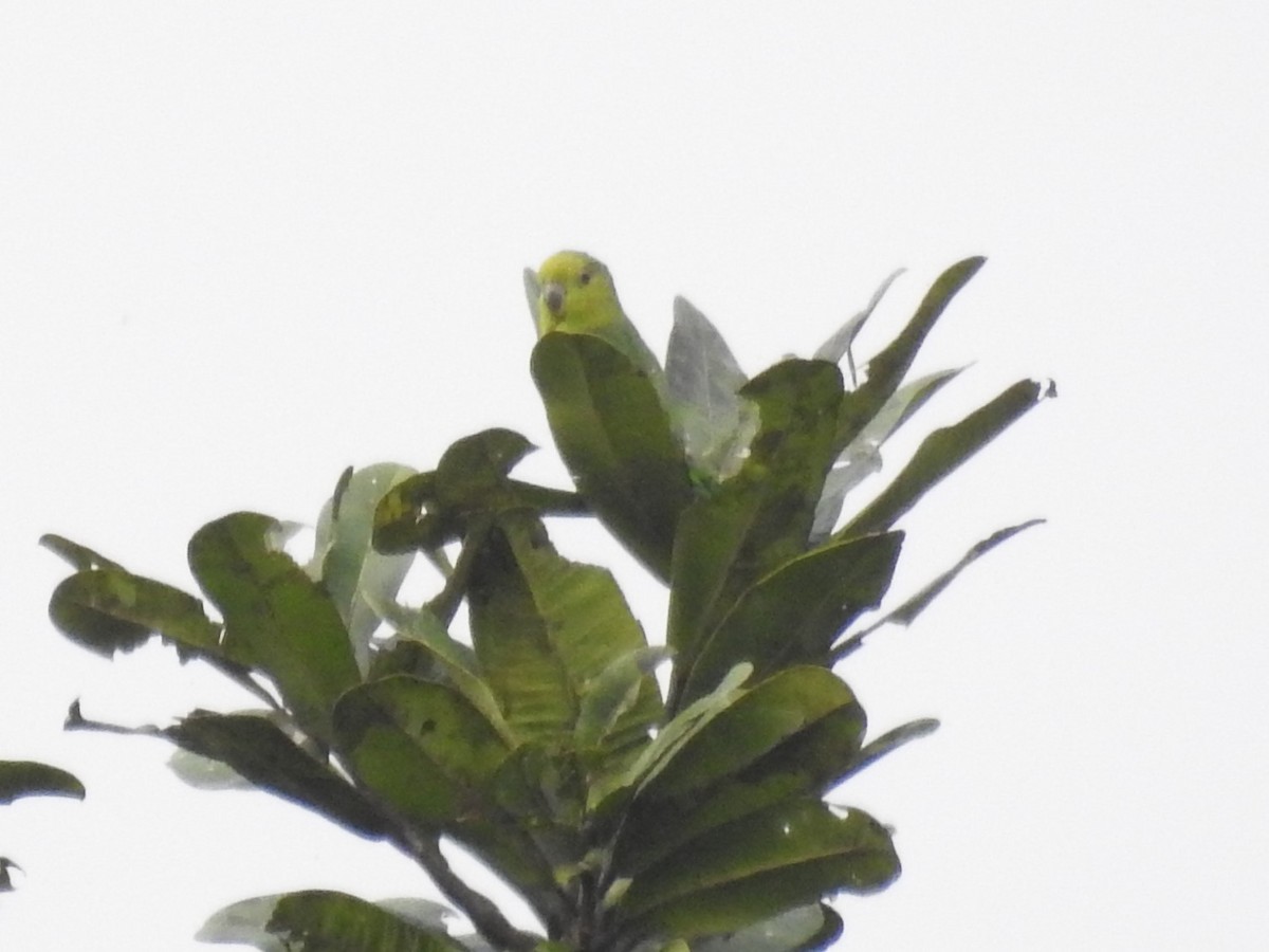 Dusky-billed Parrotlet - ML147155451