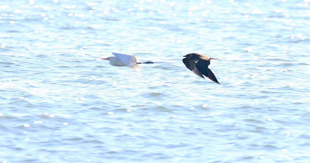 Parasitic Jaeger - ML147155741