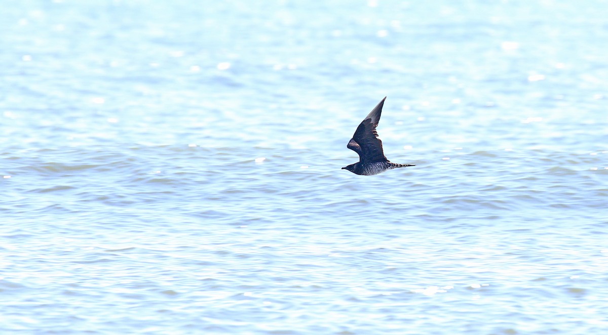 Parasitic Jaeger - ML147155761