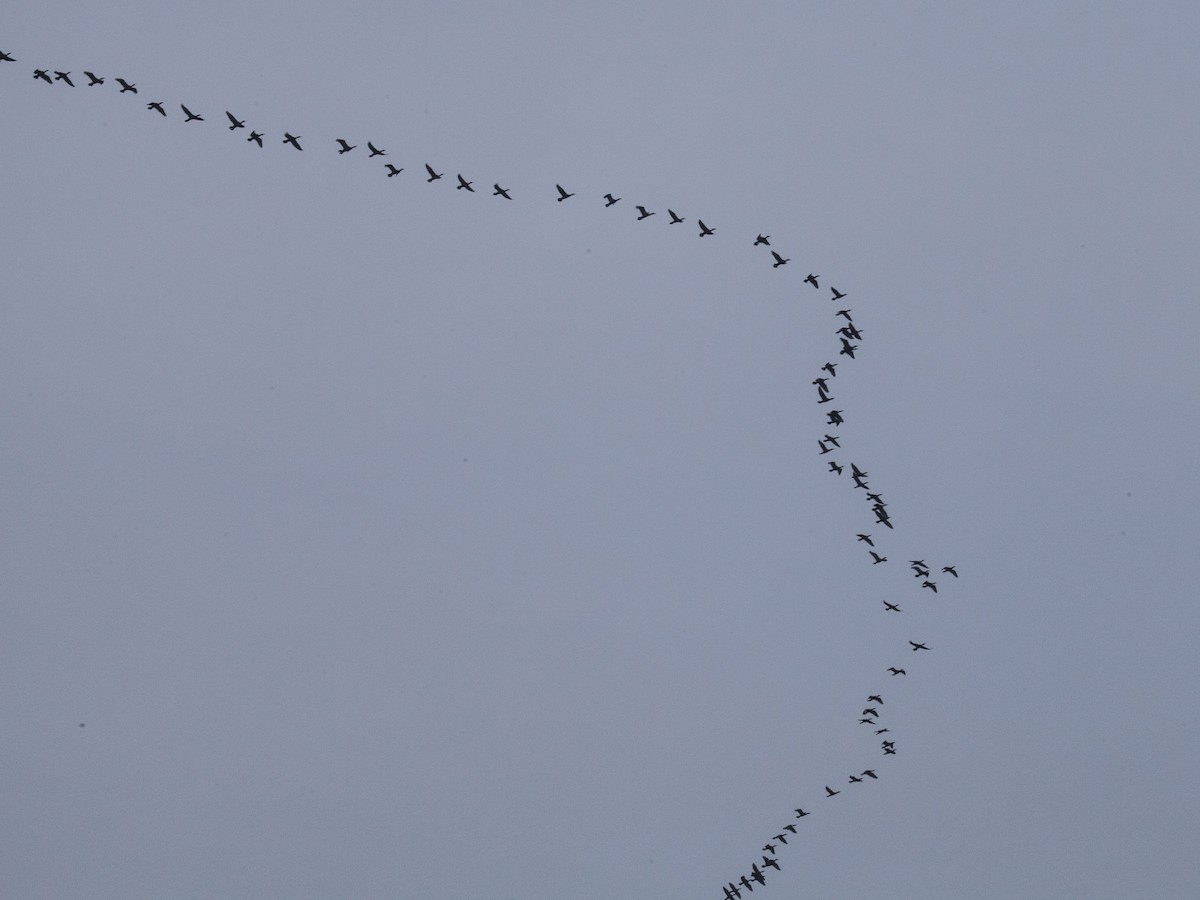 Double-crested Cormorant - Geoff Hill