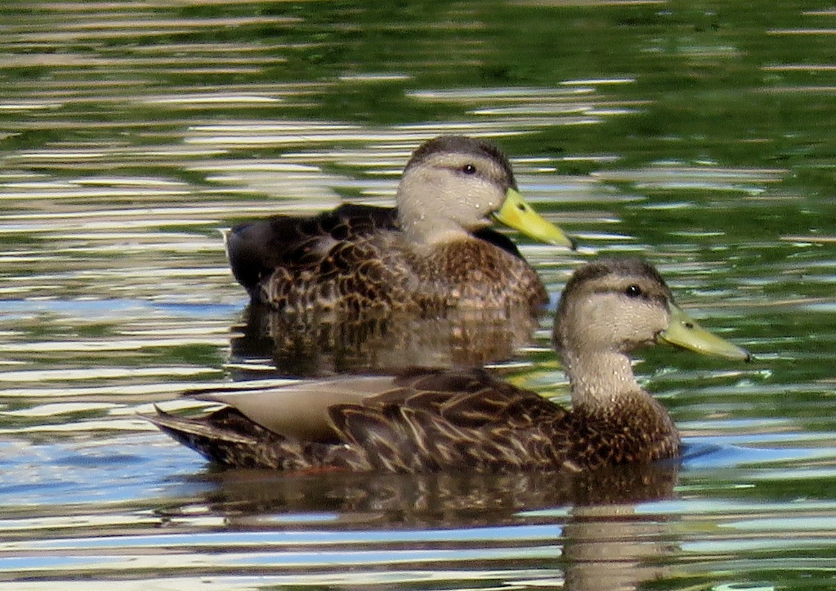 Mallard x Mexican Duck (hybrid) - ML147156981