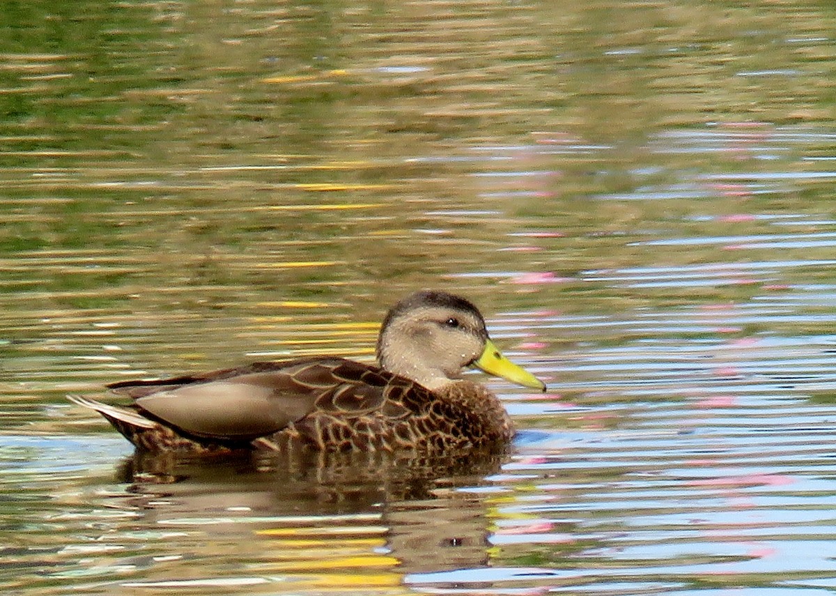 Hybride Canard colvert x C. du Mexique - ML147157001