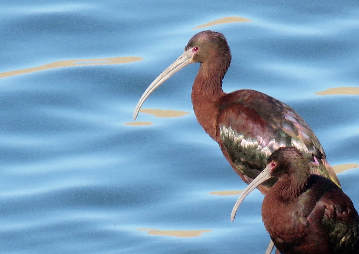 White-faced Ibis - ML147157981