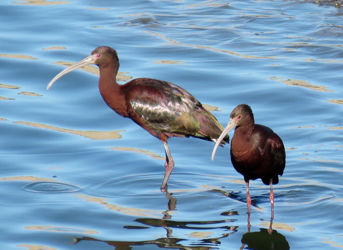 Ibis à face blanche - ML147158171