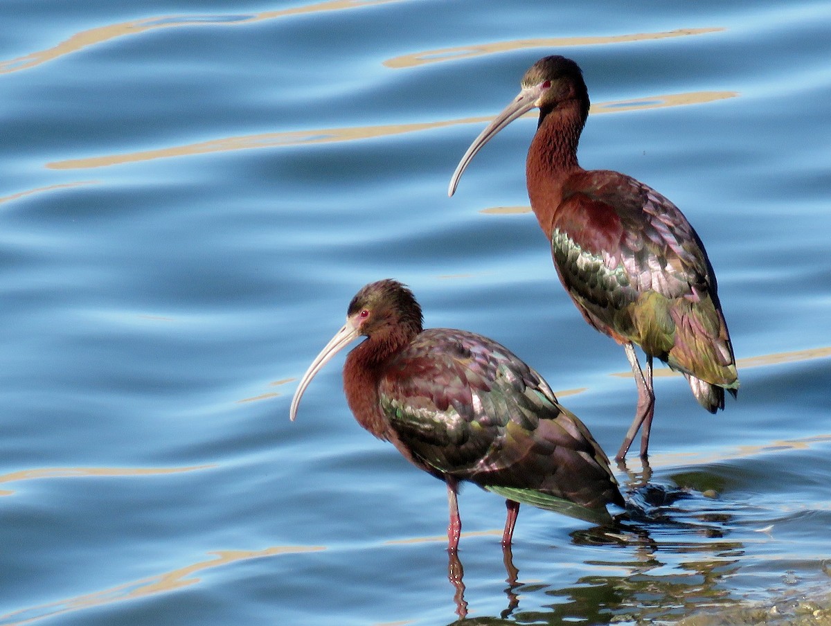 White-faced Ibis - ML147158241