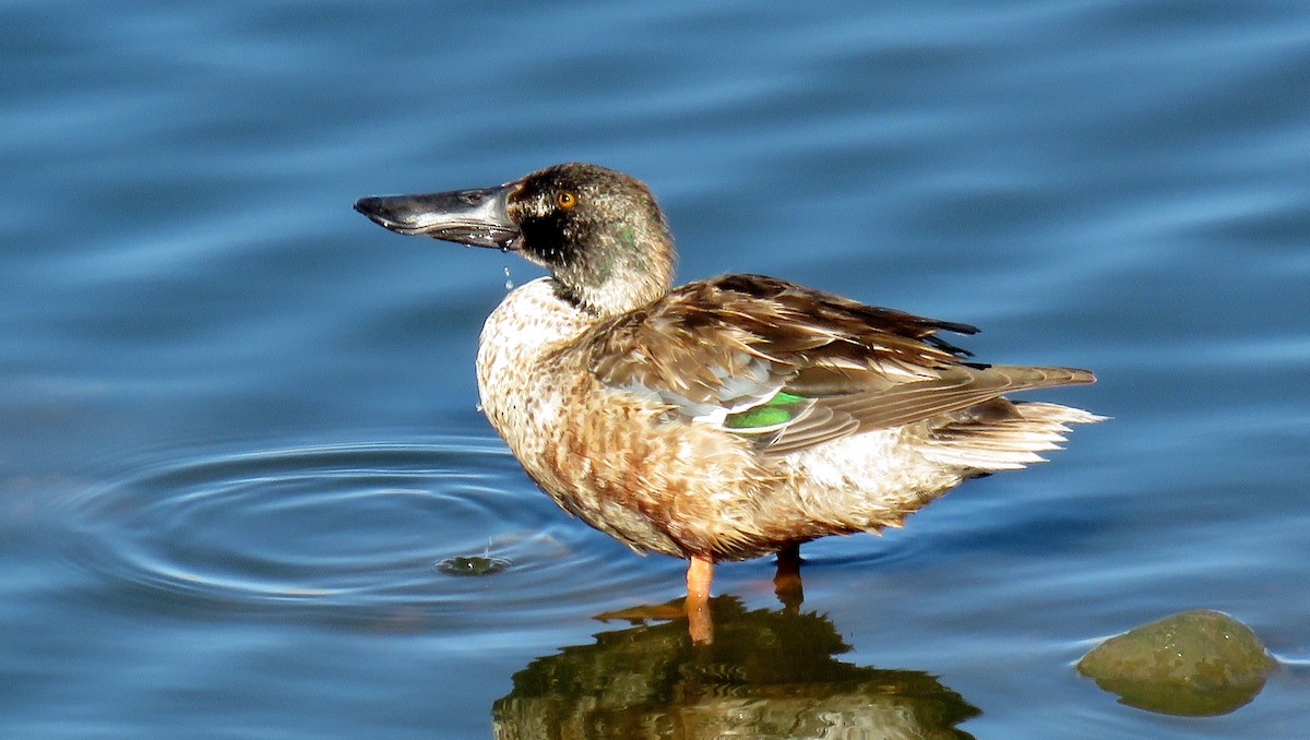 Northern Shoveler - Ed Dunn