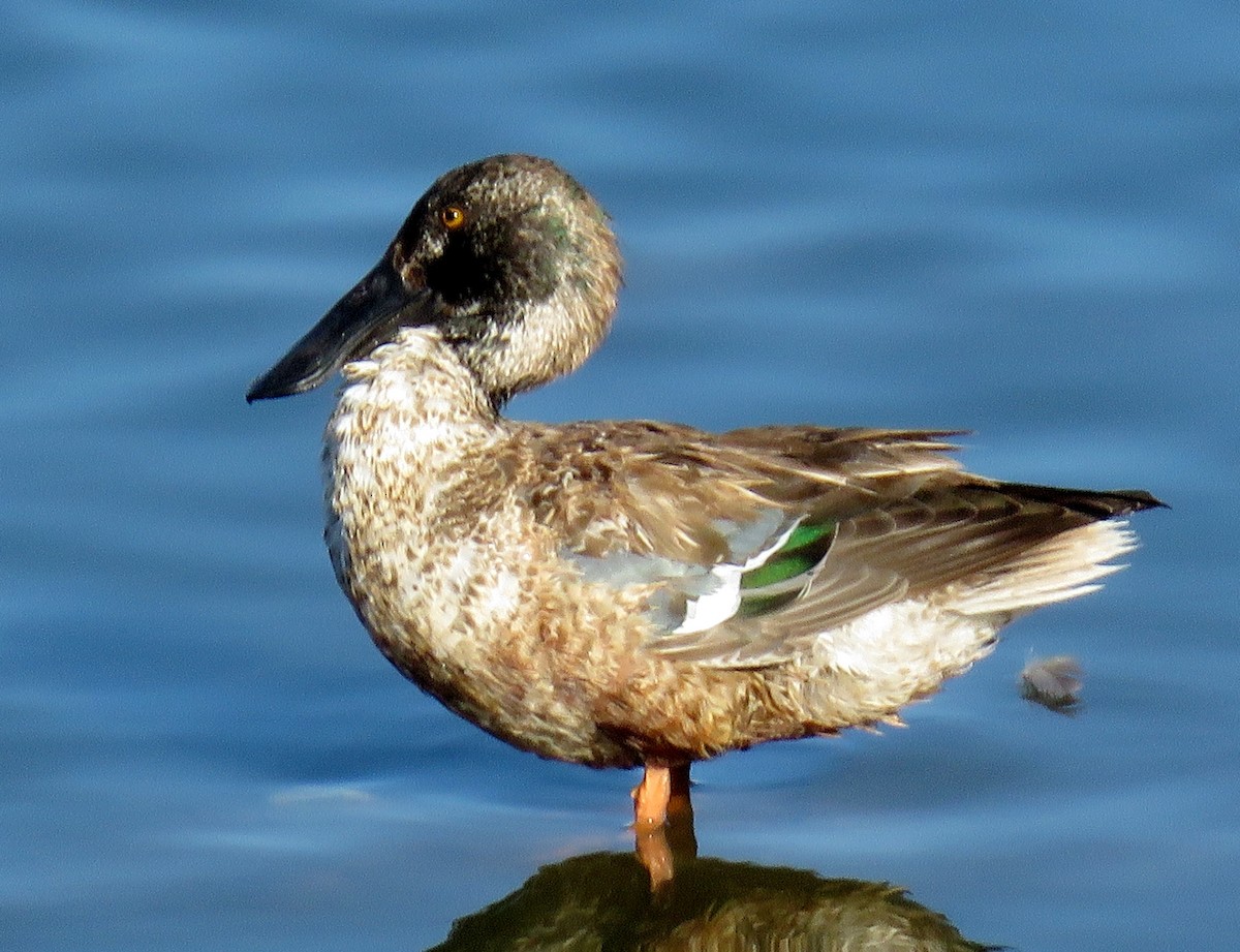 Northern Shoveler - ML147159441