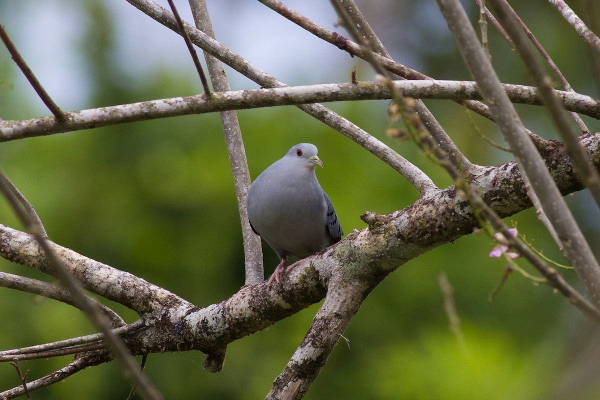 Blue Ground Dove - ML147159961