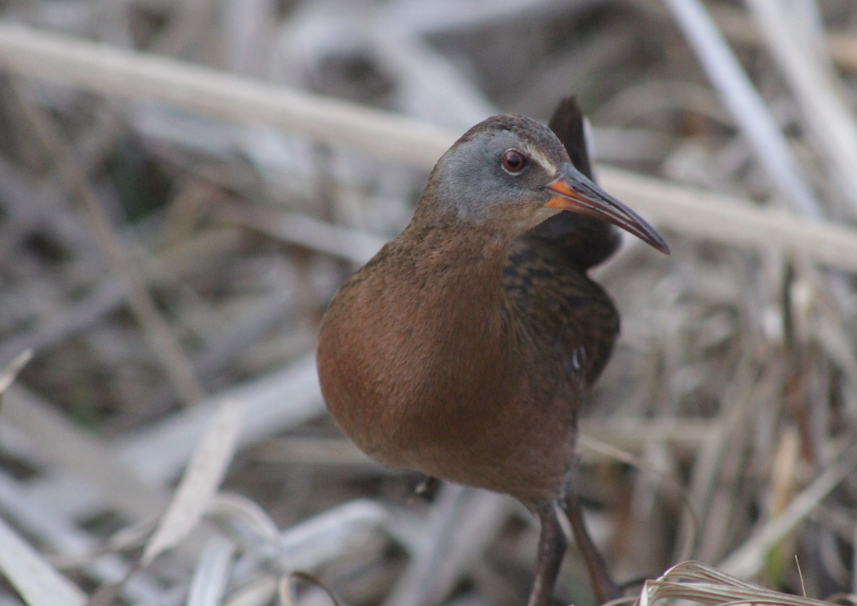 Virginia Rail - ML147160091