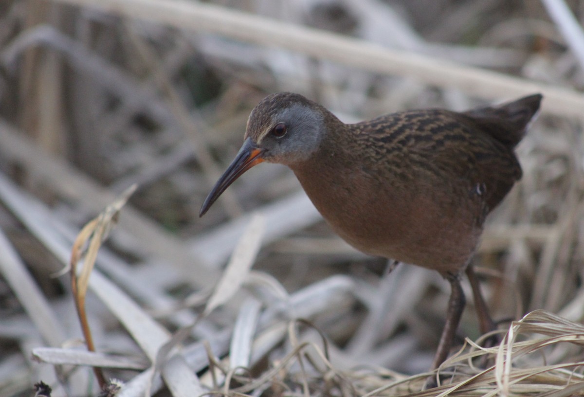 Virginia Rail - ML147160111