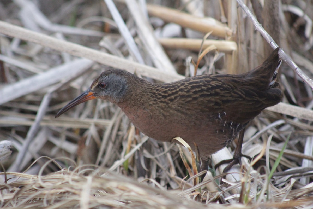 Virginia Rail - ML147160131