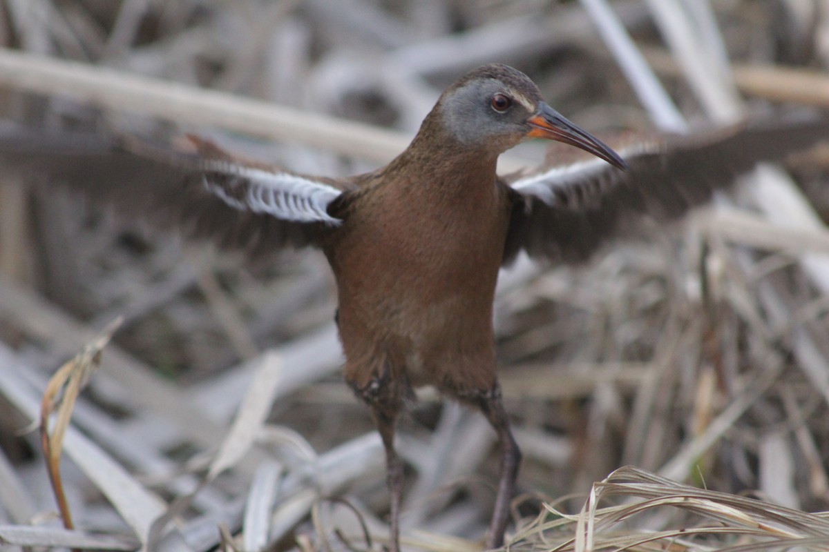 Virginia Rail - ML147160151