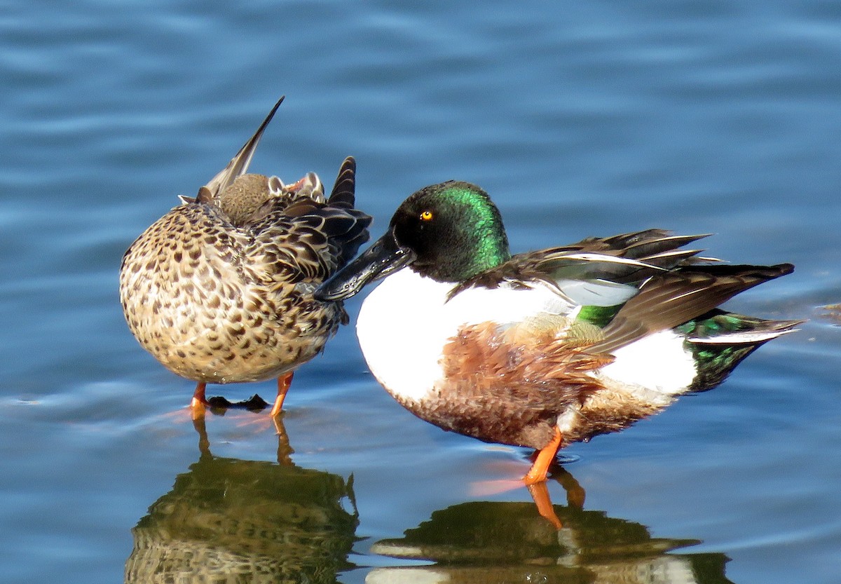 Northern Shoveler - ML147160211