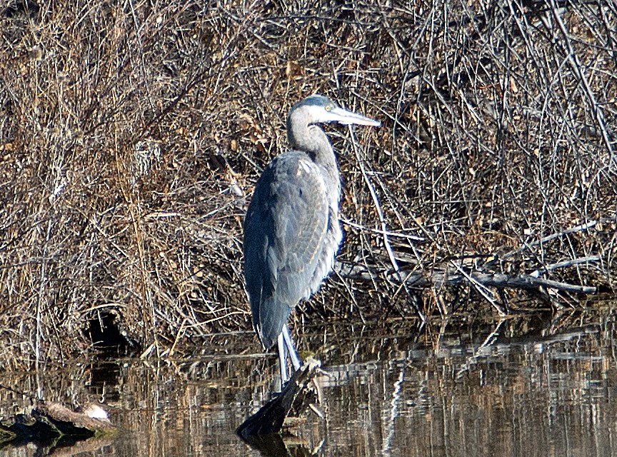 Great Blue Heron - ML147160301