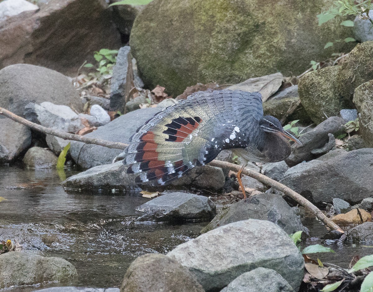 Sunbittern - ML147160471