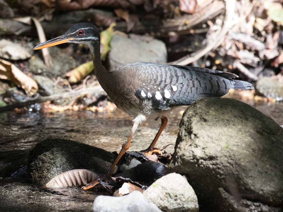 Sunbittern - ML147160551